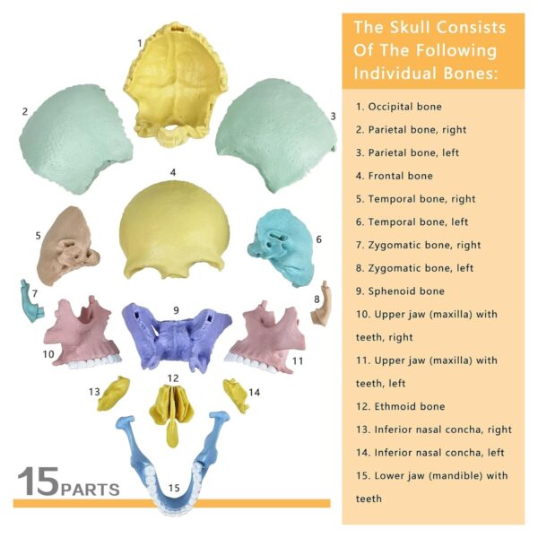 Proporciona una representación visualmente impresionante de la estructura, textura, mandíbula articulada Perfecto para clases de anatomía y educación.