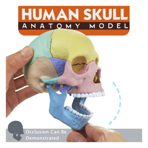 Proporciona una representación visualmente impresionante de la estructura, textura, mandíbula articulada Perfecto para clases de anatomía y educación.